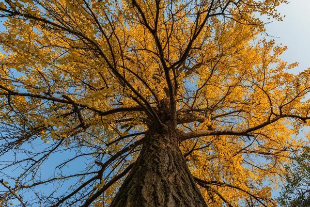 河南千年银杏黄了！没门票停车费，2个打卡地携若干免费景点美了