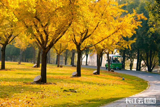 评分秋色：随州为啥被称为“杏”运城市？