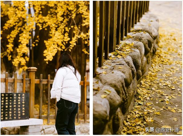 古观音禅寺谢幕？这里的千年银杏，才是最后的隐藏彩蛋！