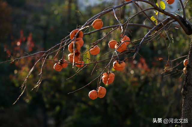 秋游河北悦山河 | 秋色满城，秦皇岛六大绝美场景等你解锁！