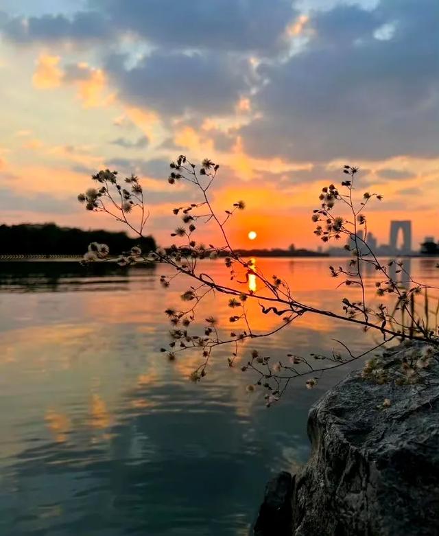 头像|但得黄昏无限好，何妨惆怅近黄昏