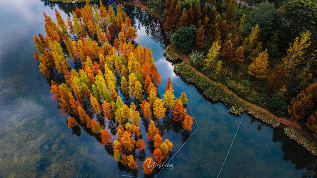 成都谁还不知道白鹭湾湿地公园水杉？已红99%，地铁直达放心冲！