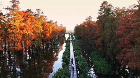 水上森林“红”了！武汉冬日观鸟秘境，邂逅油画里的万鸟齐飞