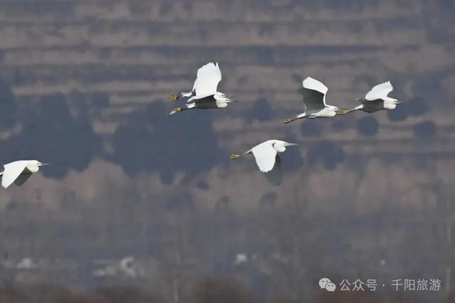 我在千湖湿地撞见了冬天的温柔