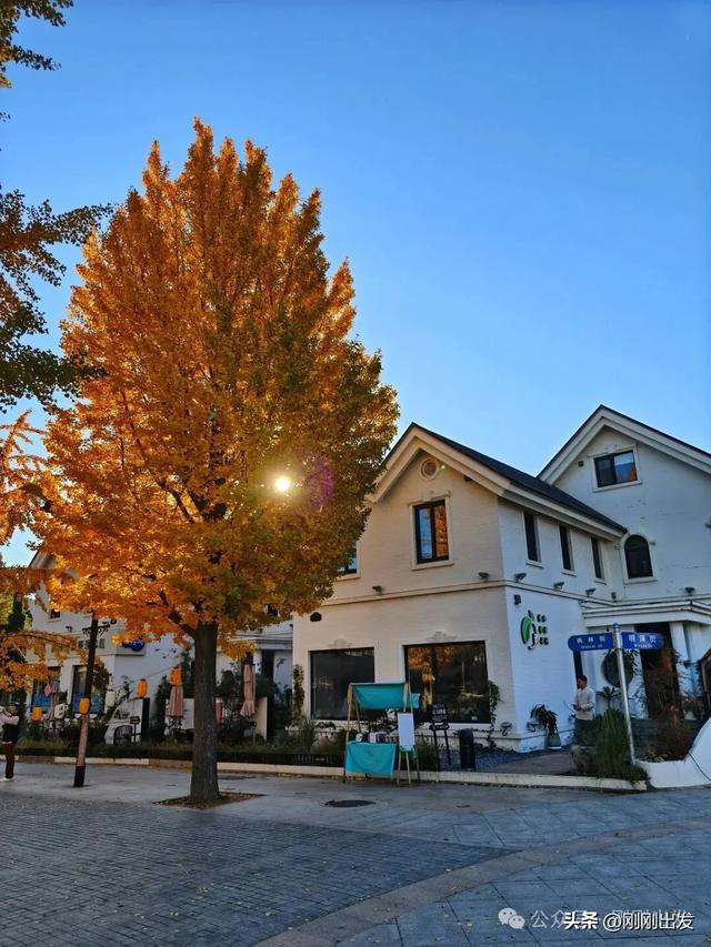 大连市内最火银杏大道正当时，满地金黄，快来打卡吧