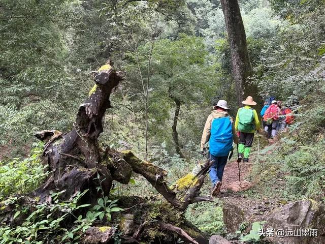 徒步武定香水箐,赏野草香飘、听溪流淙淙,徜徉绿水青山中,惬意