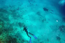 欧盟专家在埃及红海潜水时遭鲨鱼袭击身亡图片