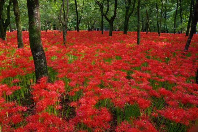 9月去看绝美彼岸花吧！日本10大赏花出片景点全攻略~