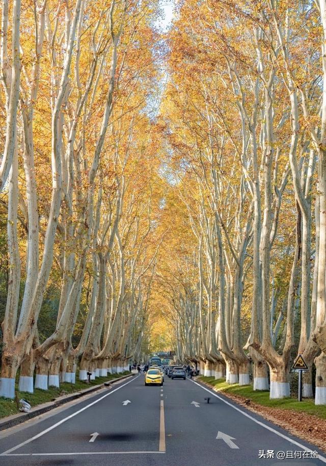 南京C位秋色！陵园路灵谷寺梧桐进入全盛期，错过又等一年