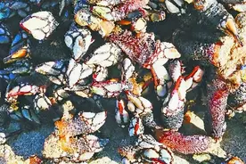 鹅颈藤壶，“诡异”但美味图片