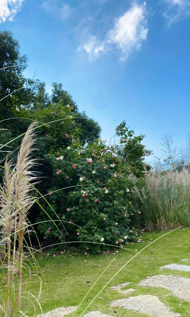 冬日“顶流”大片盛开！超级出片→