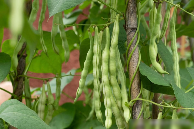7月底到8月适合种什么菜？这些要赶紧种植了，别错过最佳播种时间