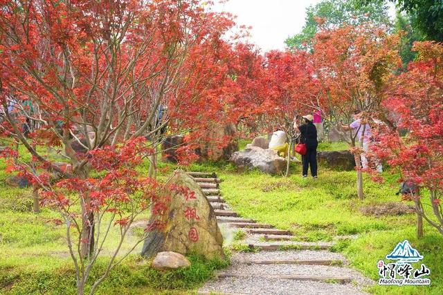 燃情全运，红动湾区，帽峰山第六届红枫观赏季盛大开幕