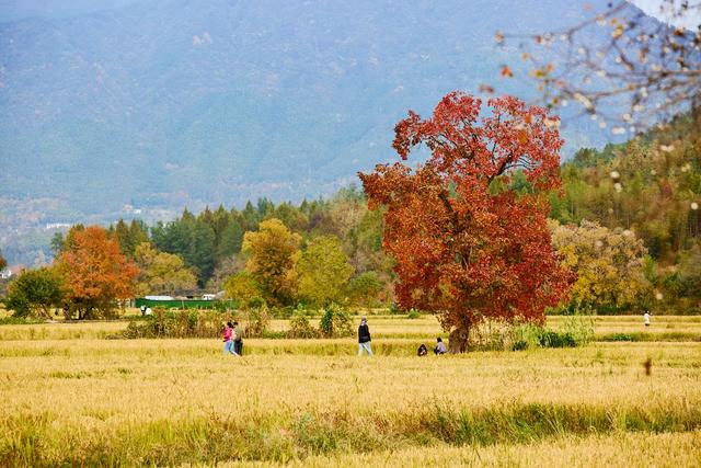 皖南塔川秋韵，正是从水墨到油画的季节，邂逅一场徽州的色彩盛宴
