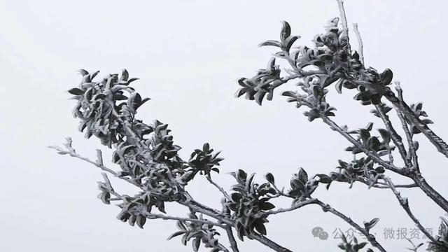 资源县隘门界雾凇持续绽放 8日前高海拔地区仍可邂逅“冰雪童话”