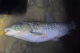 重庆男子捡到“奇怪草鱼”，鱼鳞被人刮了一半，谁家的鱼跑了？图片