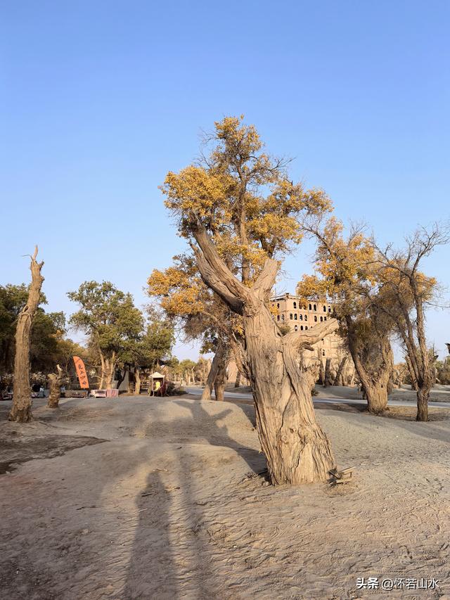 2025环南疆沙漠铁路背包自由行日记(6)---游览巴楚红海胡杨林景区