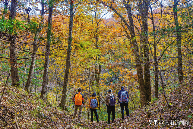 枫叶红落叶黄 商洛秋浓好风光