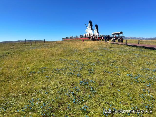 甘南郭莽湿地的野生自然风光