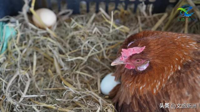 新洲梅花抢先打卡！抓住冬日第一抹绽放的色彩
