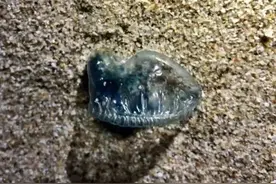 惊现深圳海滩！有剧毒，看到立即远离！图片