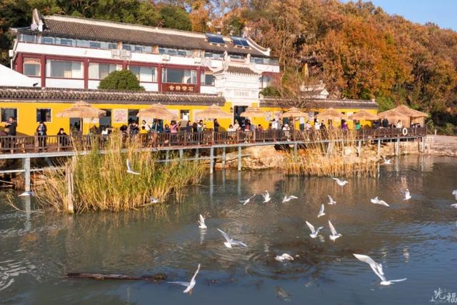 真的很美！2025苏州太湖观鸟超详细攻略来啦！