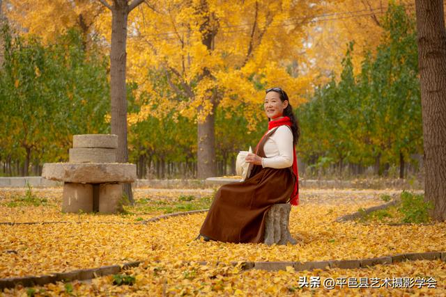 平邑县仲村镇陈家寨的银杏林已经美成童话！