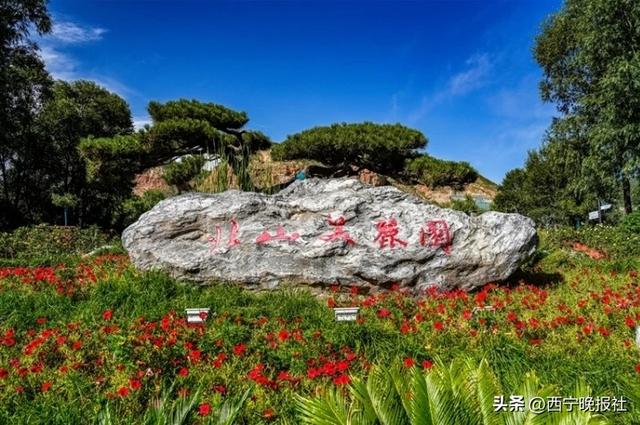 北山美丽园72亩孔雀草花朵绽放