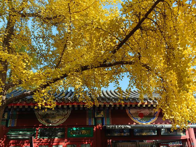 人间满目皆清欢，唯有银杏不负，秋金灿灿的银杏叶，金灿灿的海洋