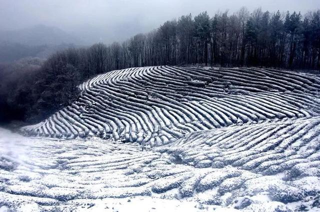 初雪落汉中，万亩茶园美成画！