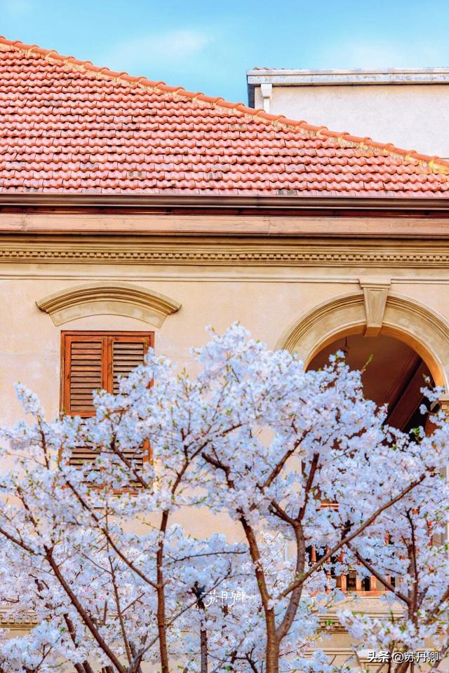 武汉赏樱攻略请收藏！除了武大和东湖，还有这些免费打卡地哦