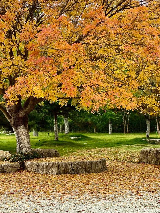 临沂秋日免费打卡全攻略 | 这10个宝藏地遛娃拍照绝了！