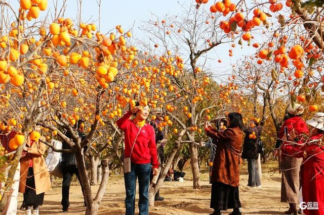 金柿映初冬，青岛藏着一处“甜蜜”公园