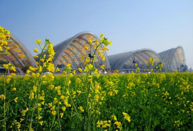 快来新津！成都最早最大面积樱花盛放！