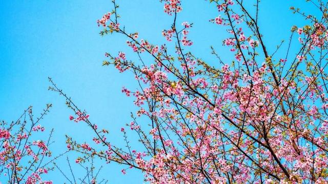 崇州的樱花，开啦！！!