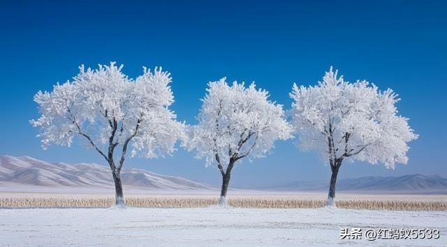 冬日雪淞覆枝桠，莹白剔透，是寒冬里清绝动人的景致。