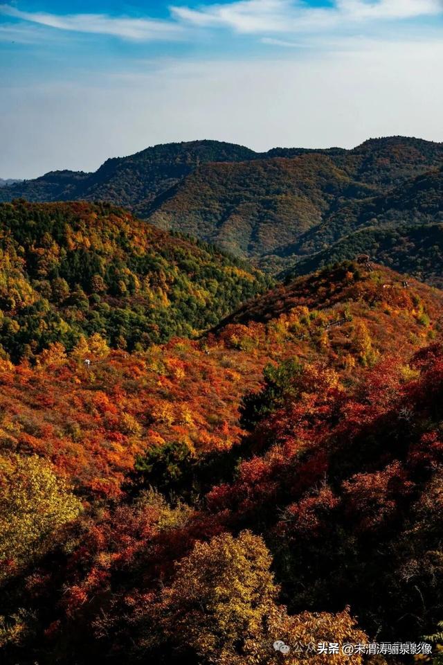 陕西渭南：姹紫嫣红 游人如织 服务周到 韩城香山红叶欣赏正当时