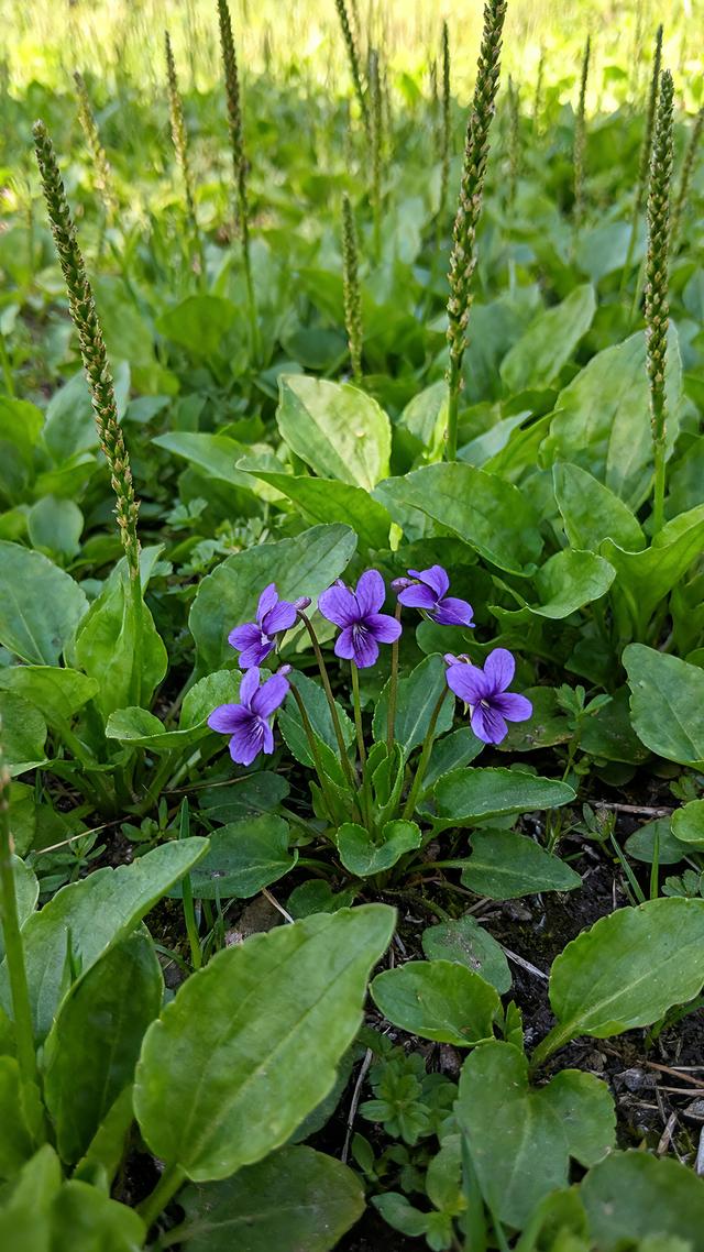 丝丝春意，抹去缕缕寒意，春天美景分享，太治愈了！