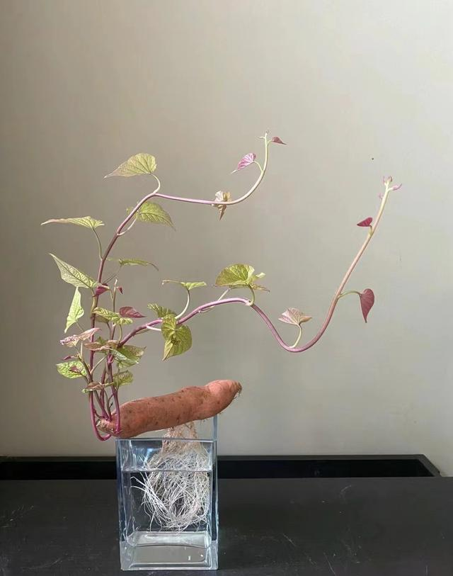 江苏一女子因一棵“水培红薯”走红，网友：美到心坎里，太治愈了