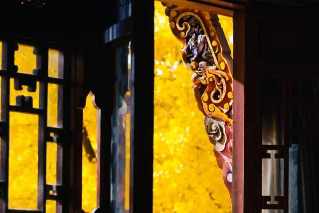 【美丽四川】一年一度朋友圈银杏比美时刻又来了！