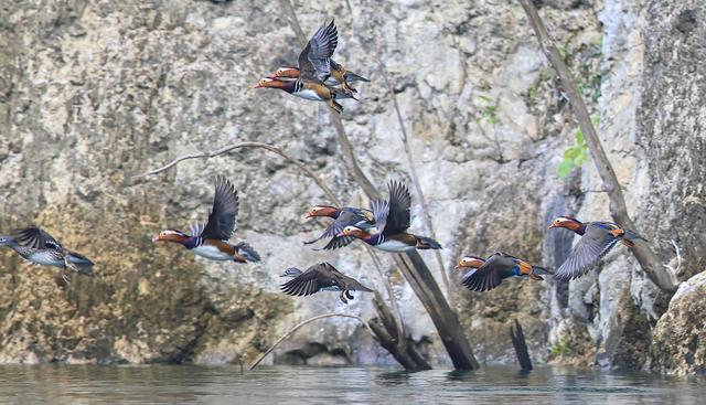 贵州铜仁：天生桥大峡谷迎来越冬鸳鸯