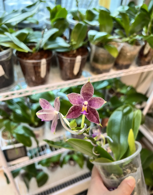 江苏一女子痴迷“蝴蝶兰”，客厅养了300盆	，网友吐槽：绝对病态