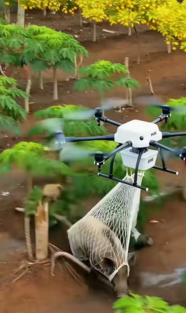 湖南一养猪场发现猪越来越少，发现有人用无人机偷猪