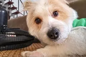 狗界“7不养”，白送也别轻易带回家！图片