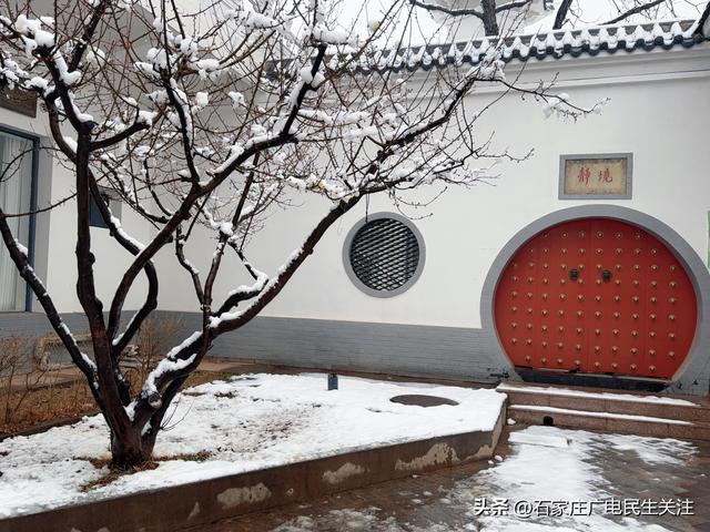 雪落枝头 邂逅石家庄公园罕见春景