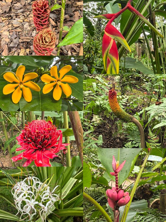 畅游植物王国 体验傣族风情