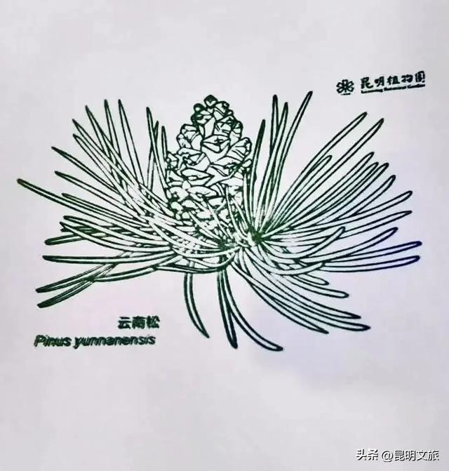 初冬氛围感出片计划,走起!昆明这份打卡攻略速速收藏→