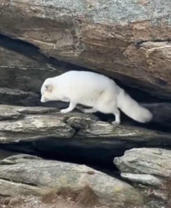 山东烟台，磁山惊现“白狐仙子”，网友：像从神话里走出来的精灵