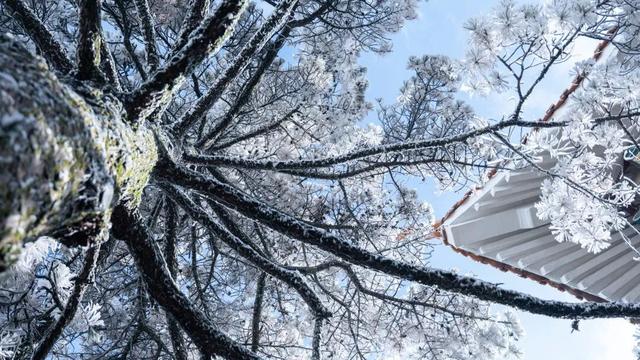 黄山冬日美景“开挂”雾凇、佛光、云海、日出日落出镜，美到失语