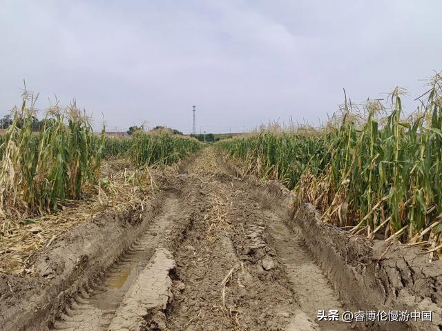 寻找谷力脑包